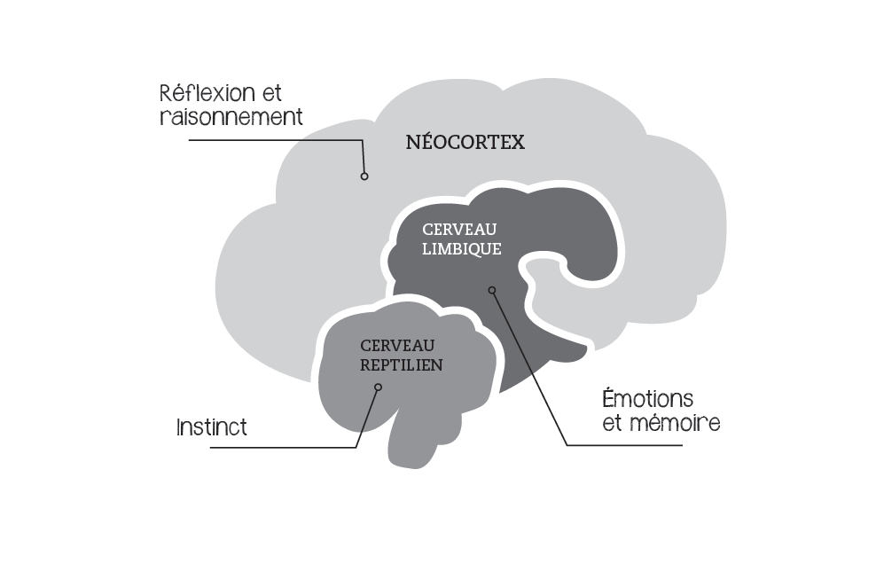 cerveau reptilien, ceveau limbique et néocortex rôles